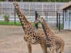 Photo of Giraffes